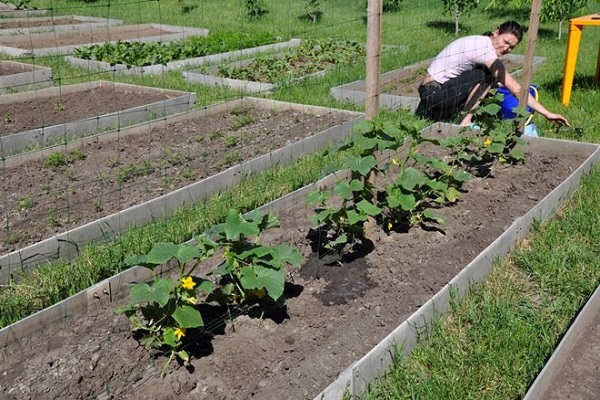 feed the cucumbers