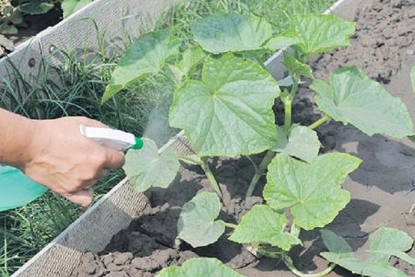 foliar feeding