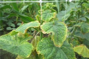 Why do the edges of cucumber leaves turn yellow and what to do