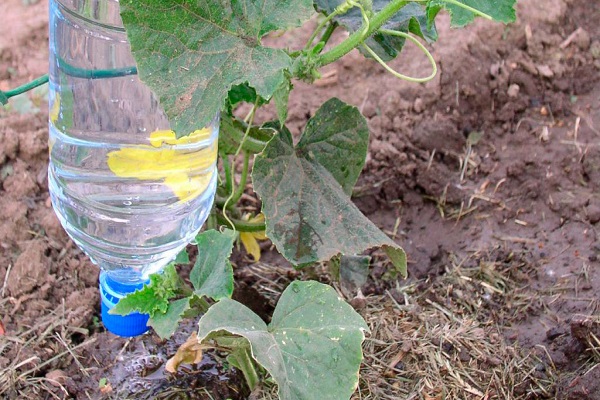 watering on the ground