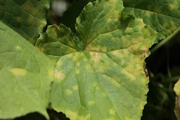 powdery mildew