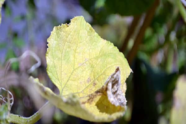 yellowing bushes