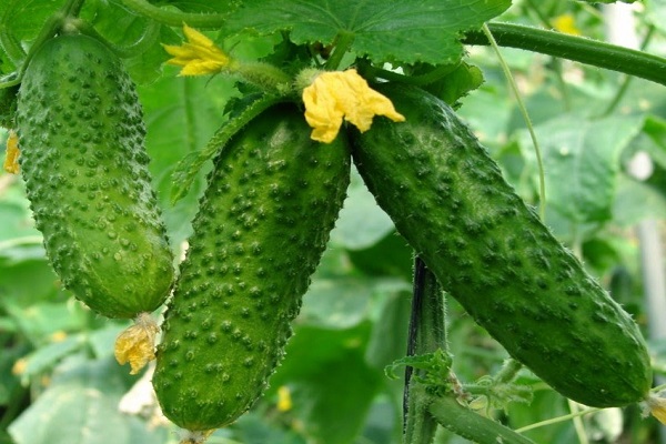 crop greenhouse