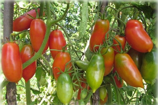 culture de cultivars de tomates