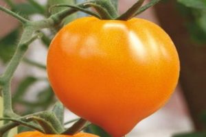 Characteristics of the tomato variety Honey heart, its yield