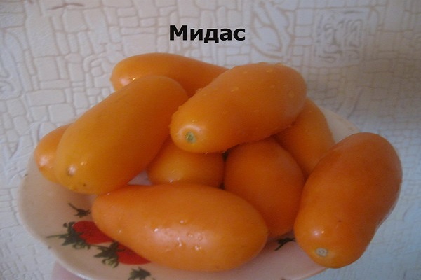 midas aux tomates