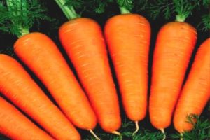 Characteristics and description of the Abaco carrot variety, yield