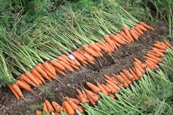 growing carrots