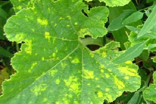 cucumber mosaic