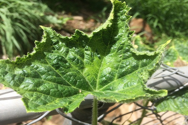 plantas enfermas