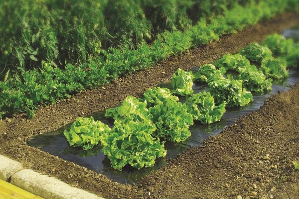 soil under the film