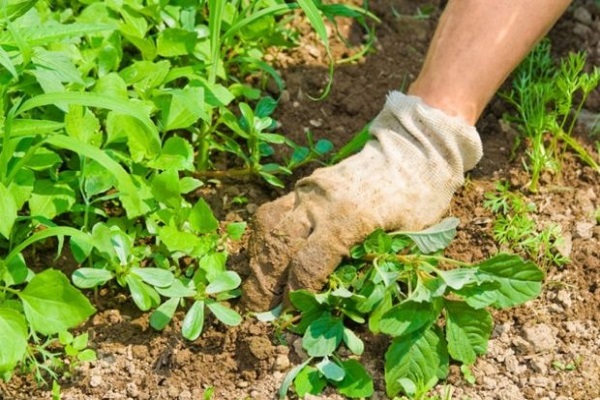 nettoyage des mauvaises herbes