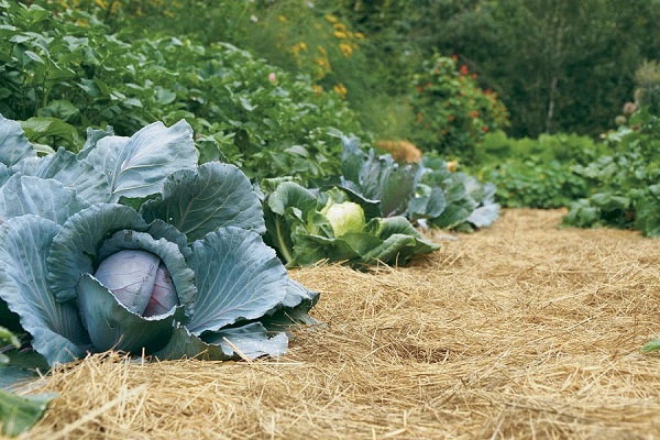 hay in cabbage