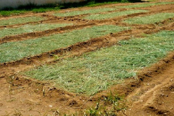 l'herbe sèche