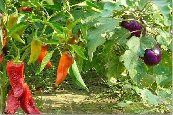 pimiento y berenjena