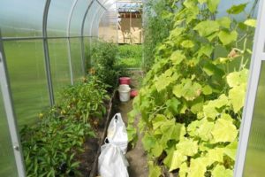 Is it possible to plant peppers and cucumbers in the same greenhouse