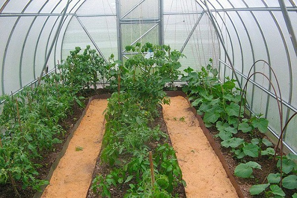 vegetable crops