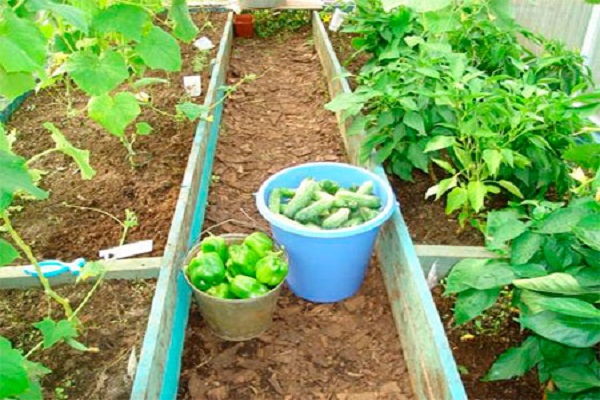 harvested crops