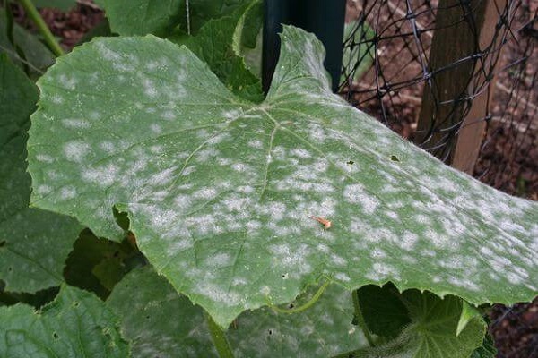 powdery mildew