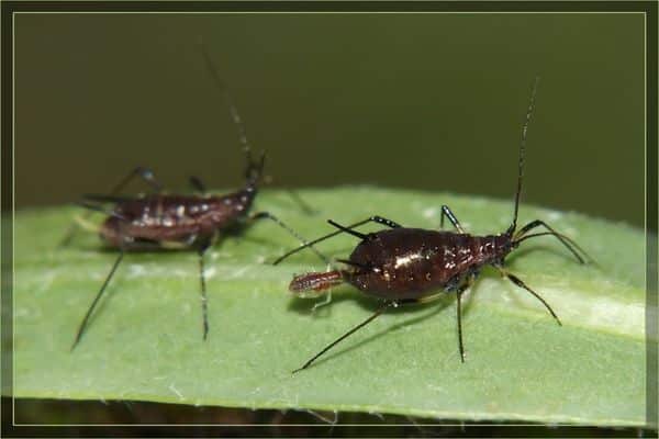 the birth of aphids