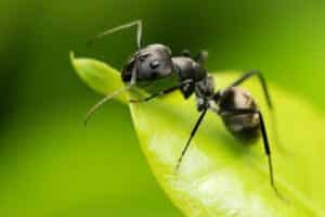 What to do if ants eat cabbage, how to get rid of them