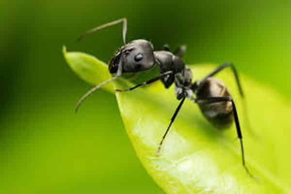 ant on a leaf