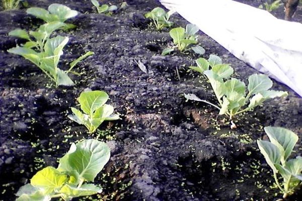 cabbage in soil