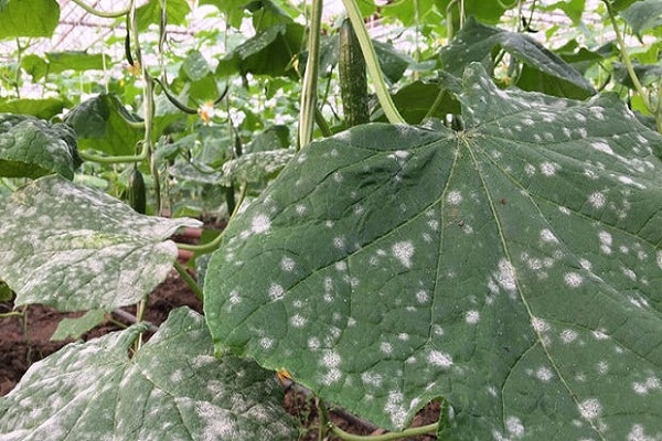 powdery mildew