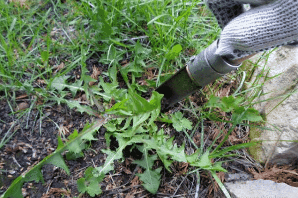 élimination des mauvaises herbes