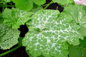 Pourquoi des taches blanches sont-elles apparues sur les feuilles des concombres, que faire et comment traiter