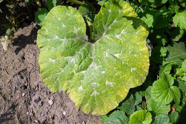 destruction des chlorophylles