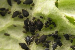 How to deal with aphids on cucumbers with folk remedies