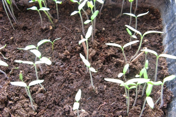 pequeños brotes