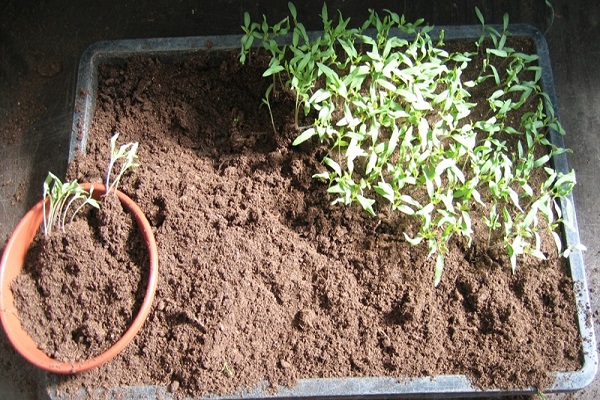 picking seedlings