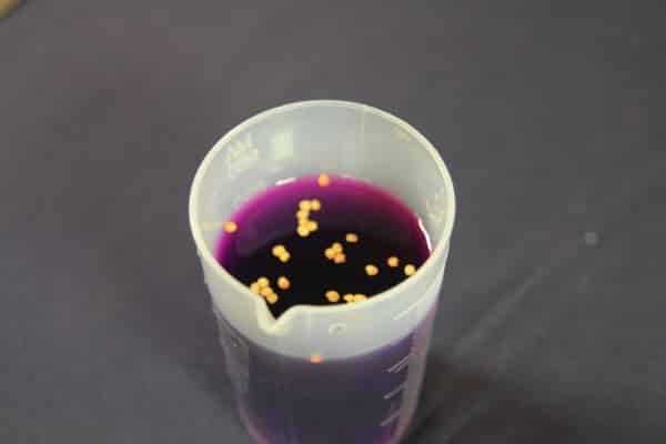 seeds in potassium permanganate