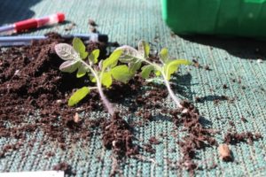 Pourquoi les tomates ne poussent pas et poussent lentement, que faire