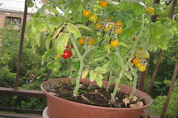 varieties for the balcony