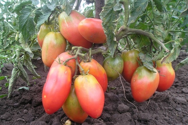 juicy tomatoes