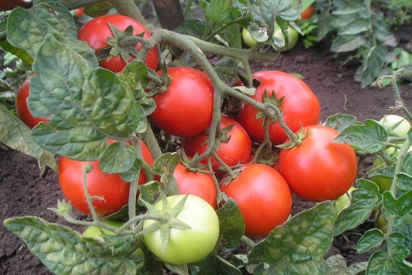 Caperucita Roja