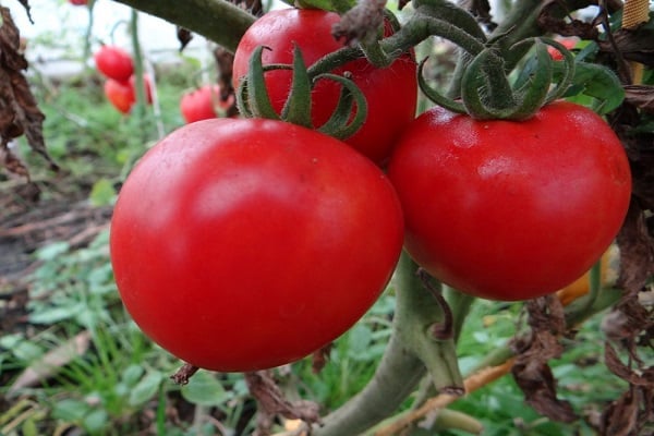 mystère des fruits