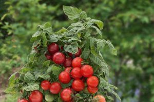 Les meilleures variétés de tomates cerises à faible croissance pour les sols ouverts