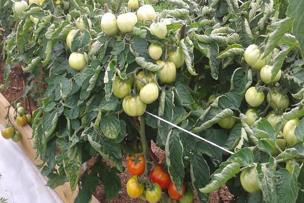 botón de tomate