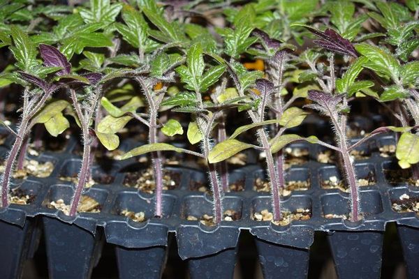 tomato seedlings