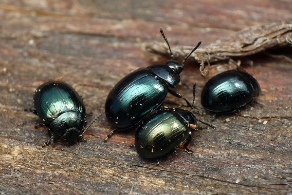 cabbage leaf beetle