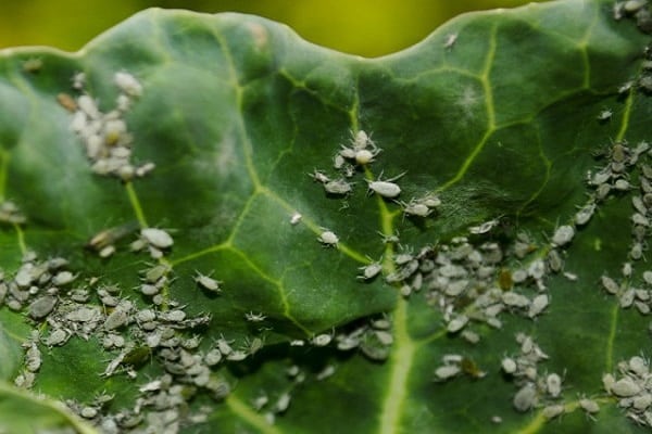 aphids bermula