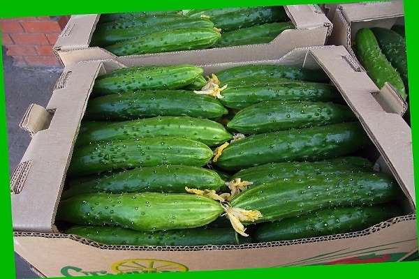 cajas de verduras