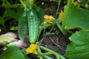 Razones y tratamiento por los que el tallo puede secarse en la base de los pepinos.