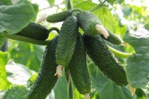 Description of the Amur cucumber variety, its cultivation and care