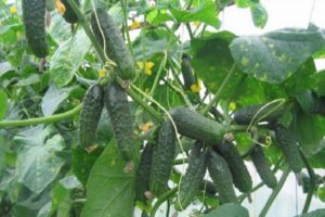 Description of the Ekol f1 cucumber variety and its characteristics