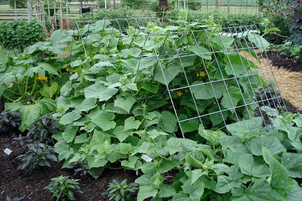 lattice in the bushes